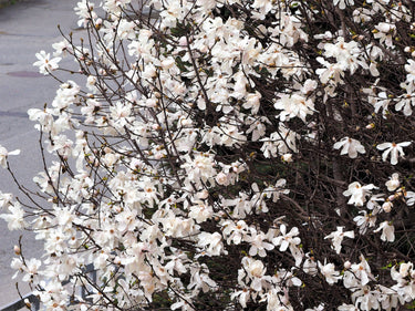 10 SWEETBAY MAGNOLIA Virginiana TREE Shrub Native Sweet Bay, White Bay, Laurel Magnolia - White 3